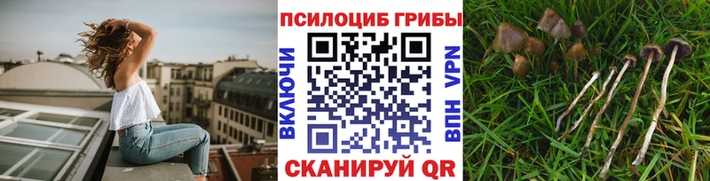 Псилоцибиновые грибы Psilocybe мориарти клад Красногорск